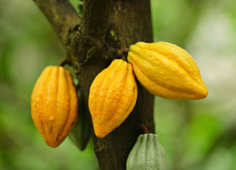 Cocoa pods