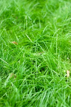 Grass background with the leaves