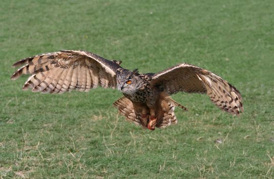 Owl flying and is caught just before attacking pray.
