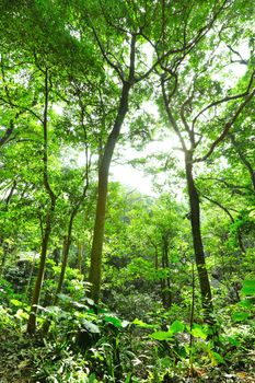 Fresh green forest with sunbeams