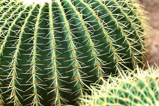cactus close up