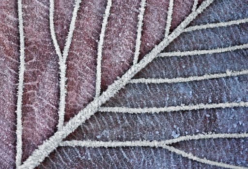 Macroshot of frozen leaf veins in Christmas Clolors
