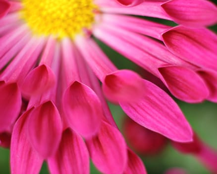 pink flower close up
