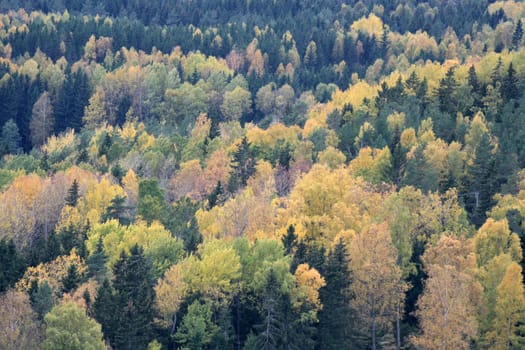 Abstract picture of autumn colors in forest.