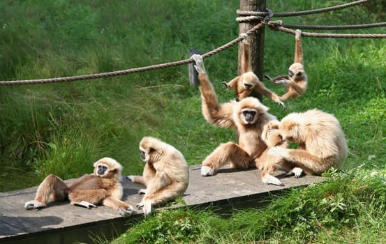 A bid family of monkeys playing around and enjoining themselves.