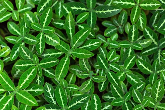 Green leaves background