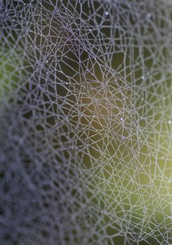 Spider web, symbol for connections such as internet.