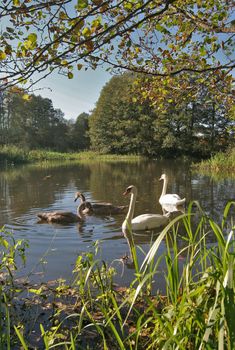 Swan family in lush green lake area.