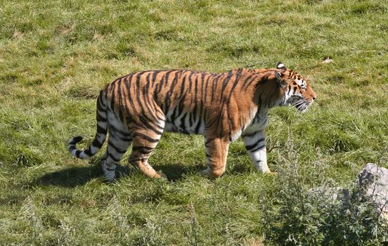 A tiger strolling around in his area.