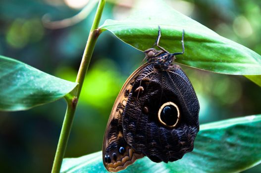 close-up of a beautiful colourful butterfly against plant background