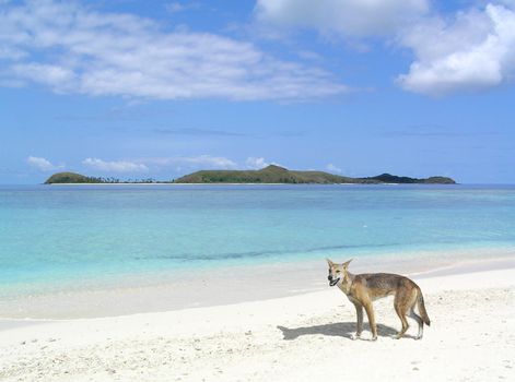 A dingo by the beach in Australia.