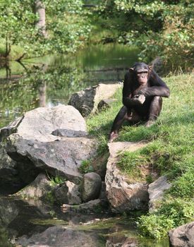 Chimpanzee contemplating deeply about life.