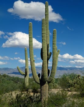 Saguaro Cactus in Arizona Desert