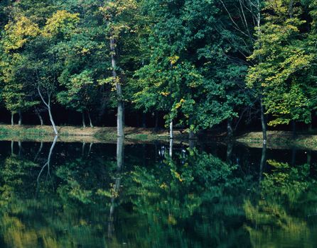 Autumn forest with lake