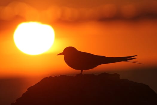 Bird in front to Sun. Silhouette in sunset.