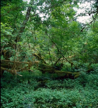 Rain Forest, Washington