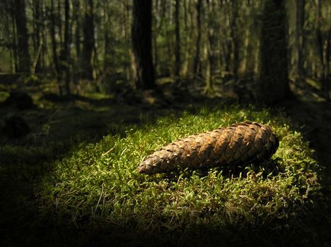 Cone lying on moss in forest. Symbol for treasure in nature.