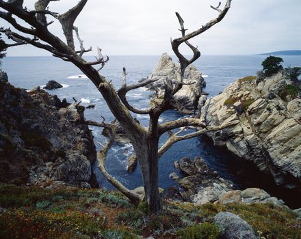 Point Lobos in California