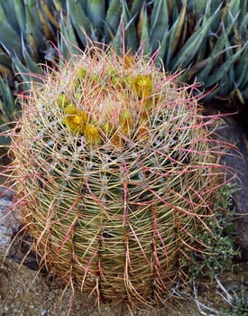Close up of a Barrel Cactus
