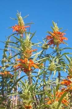 Field of colorful wild Leonotis flowers (star of the Wild Dagga) in South Africa