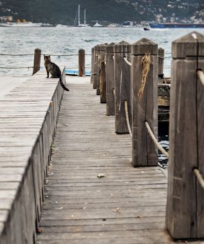Cat sat on the wharf decking, Istanbul, Turkey, portrait, copy space