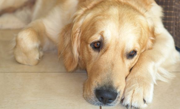 Golden retriever dog lying on the floor