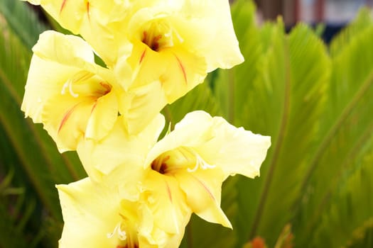 Yellow gladiolus (sword lily) on green garden background