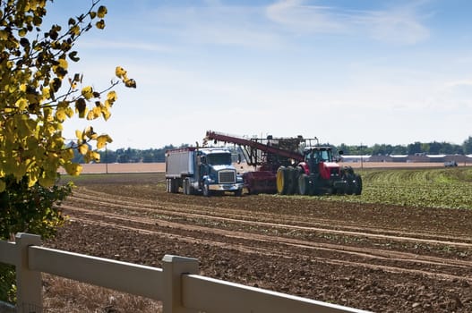 Automated farm equipment digging and loading sugar beets into a truck trailer for market.