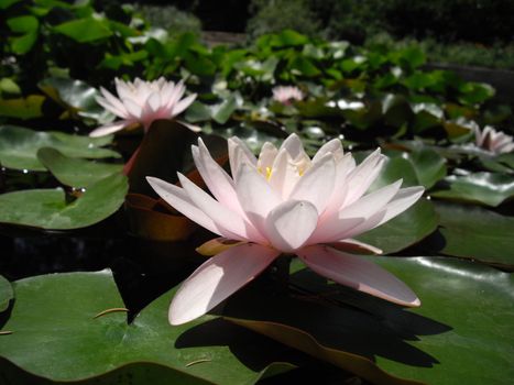 the flower of water lily plant