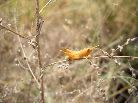 orange Grasshopper