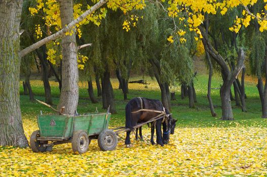 grazing horse with foal in the autumn forest