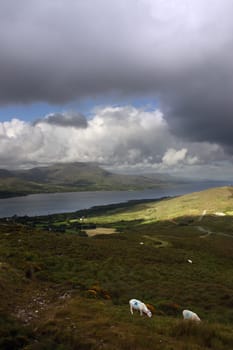 mountain sheep grazing on a hillside on Bear island county Cork Ireland