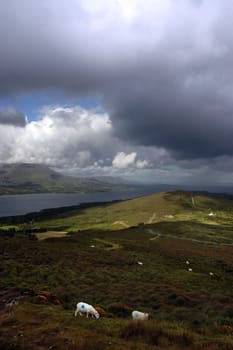 mountain sheep grazing on a hillside on Bear island county Cork Ireland