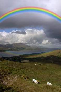 mountain sheep grazing on a hillside on Bear island county Cork Ireland with a rainbow in the background