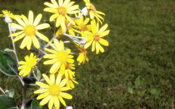 a beautiful background of large wild yellow flowers in full bloom