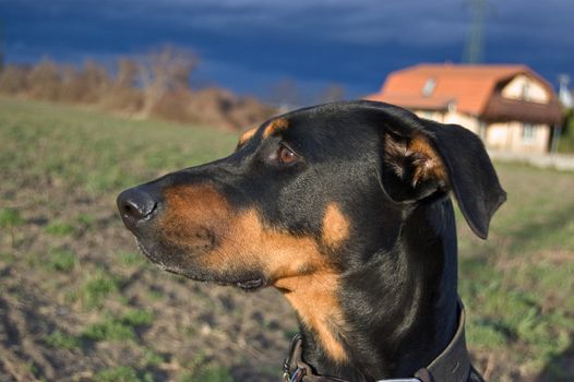 a portrait of a black dog on a stormy day