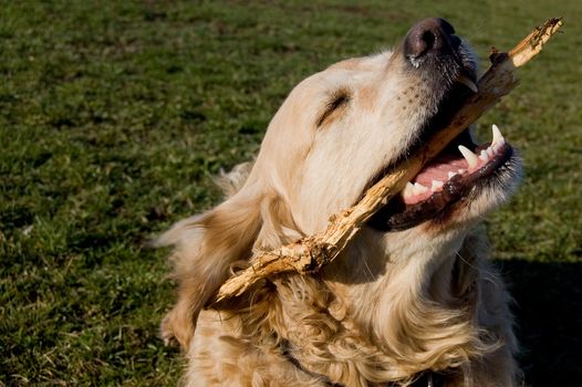 a golden retriever cleaning his teeth