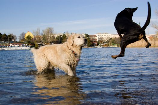 a black dog flying through the picture at the lakeside