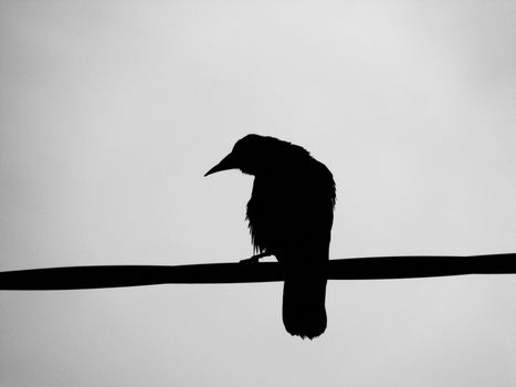 a black ravens silhouette