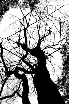 monochrome dead tree silhouete isolated on white