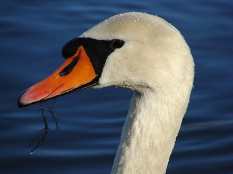 A white swan raising his head out of the water