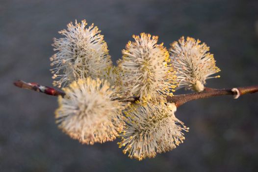 A blooming catkin lit by the sun