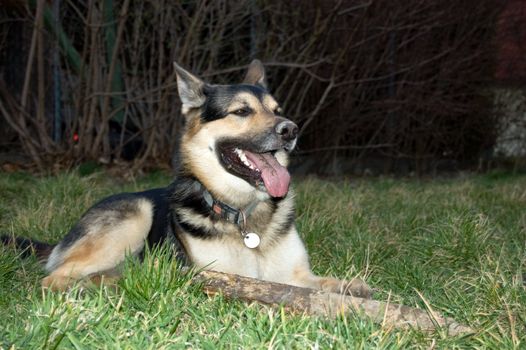 A shepard resting in the grass