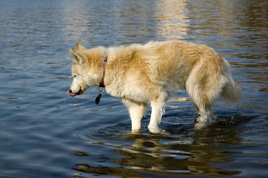 A thirsty dog at the lakeside