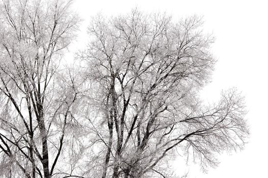 frozen tree branches, isolated on the white sky