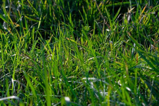 Beautiful green grass field texture