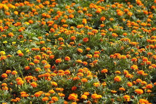 orange flowers on the flower bed, selective focus