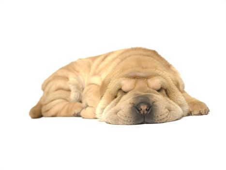 A young sharpei pup sleeping on the studio floor