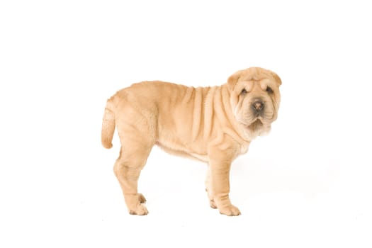 A young sharpei pup standing on the studio floor