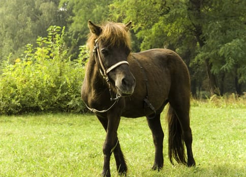 Pony on a green grass